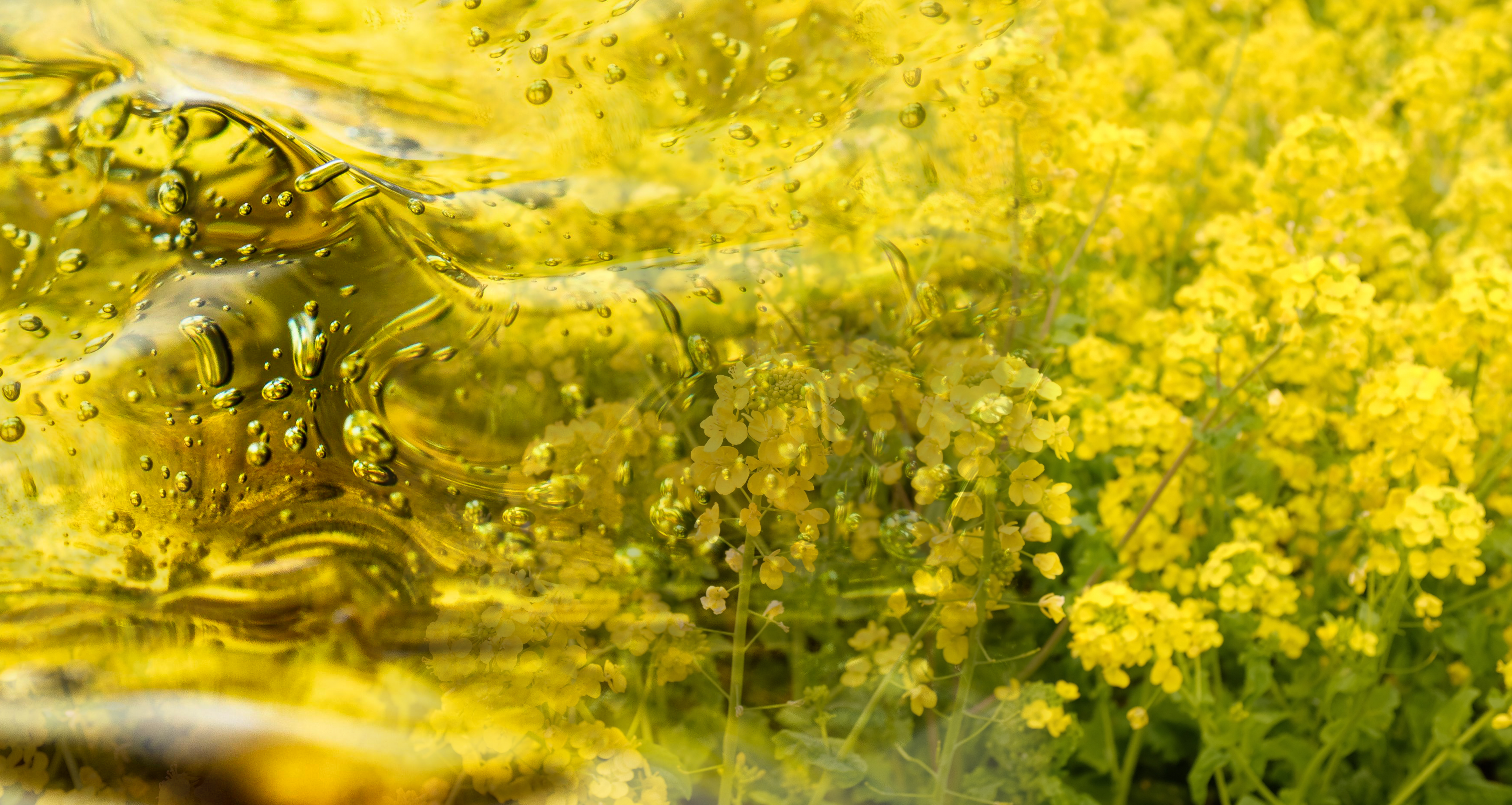 Una sinfonía de colores y sostenibilidad: el brillante amarillo de las flores de canola contrasta armoniosamente con el líquido dorado del aceite hidráulico vegetal. Una imagen que evoca la promesa de tecnología verde y un compromiso con el medio ambiente en la industria.